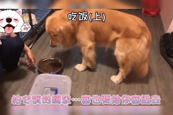 发情的狗狗有什么症状