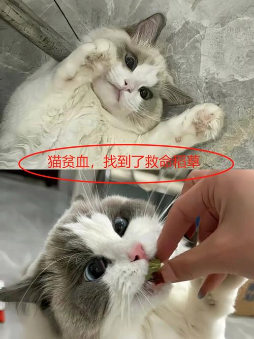 给猫咪输血是为什么