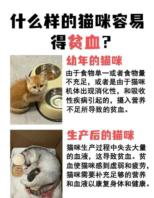 猫传染性贫血防治措施