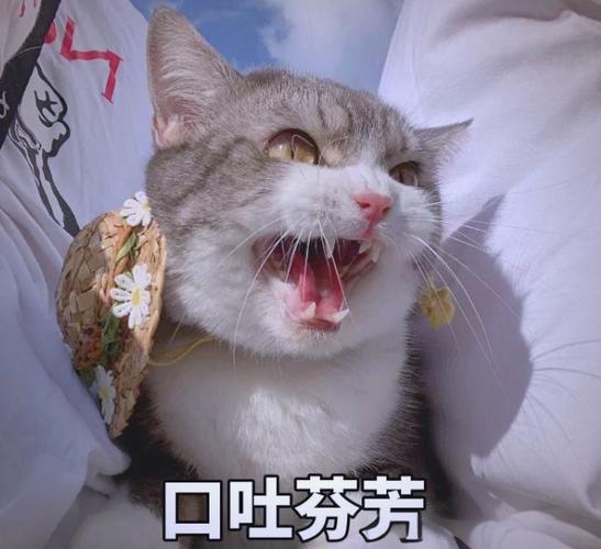 猫咪知道自己被骂吗?