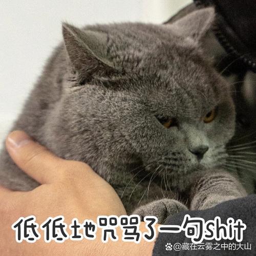 猫咪能听懂主人骂它吗?