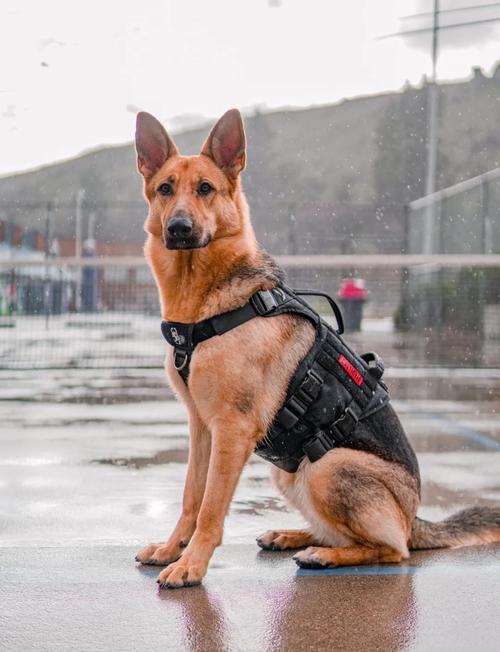 小个子女生适合养什么狗狗?