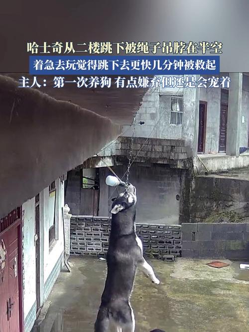 狗狗后腿韧带拉伤表现