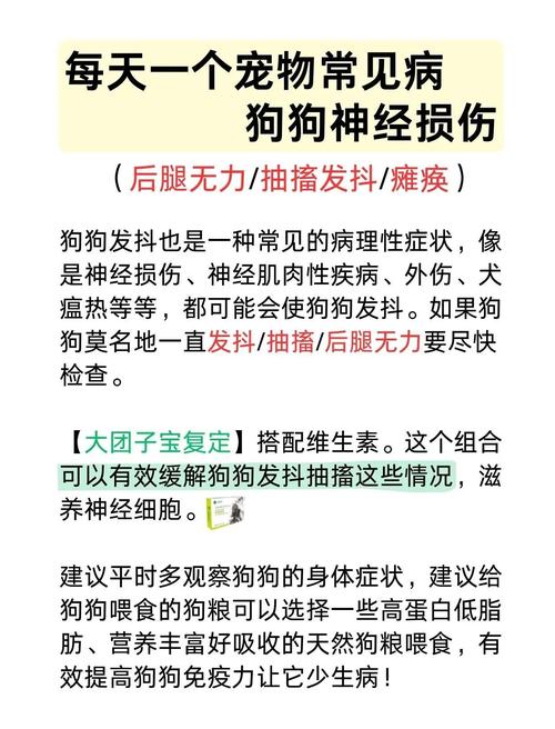 泰迪后腿无力站不起来怎么回事