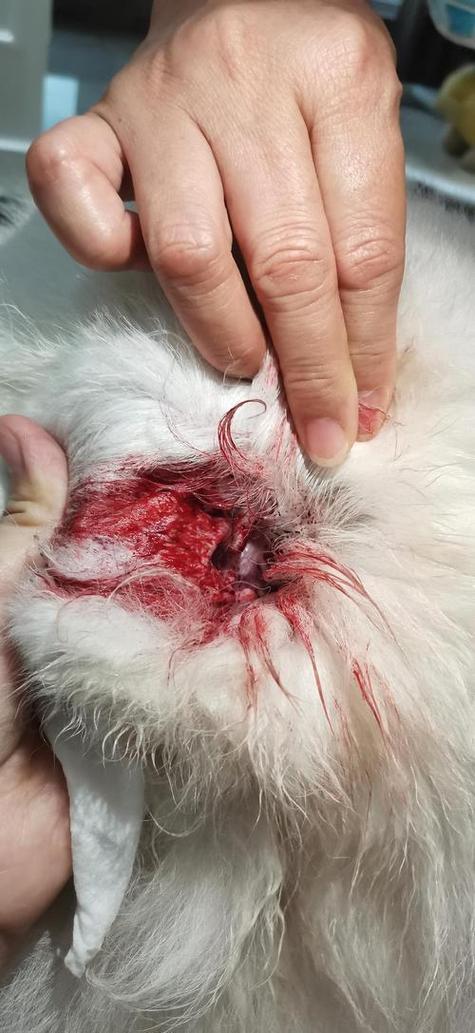 狗狗胃出血多久可以痊愈正常