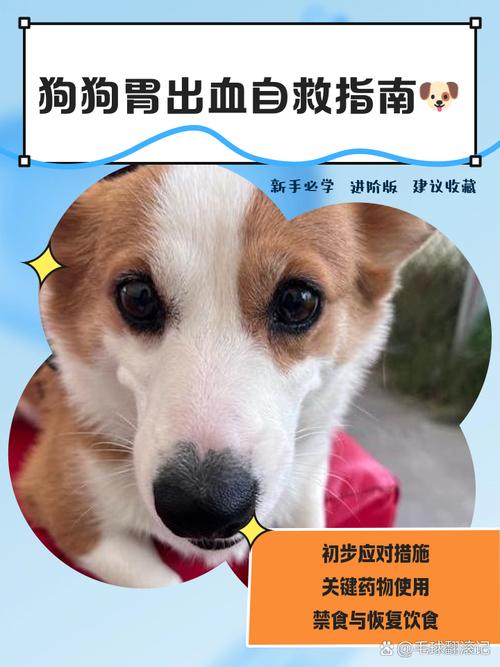 狗狗肠道出血几天能好