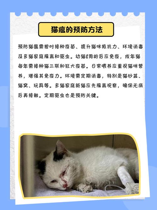 猫咪得猫瘟了?有这些症状请注意