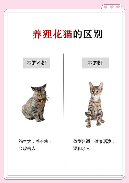 猫咪品种大全及图片