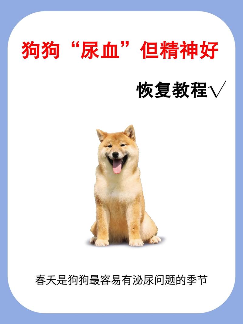 狗狗尿血了但是精神很好