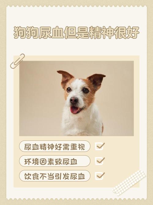 狗狗尿血是怎么回事