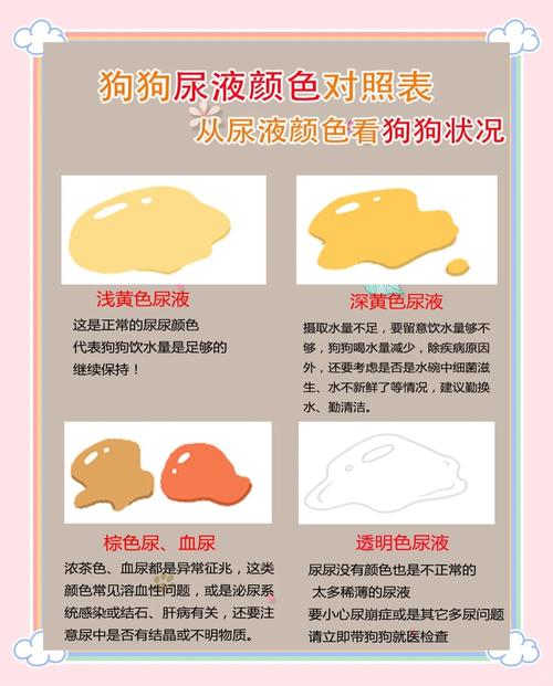 狗狗被打之后尿血,是哪里出问题了吗