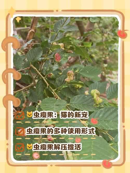 猫能吃山楂片吗?