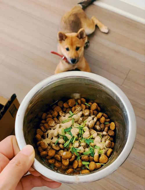 柴犬吃_5_食物,可以_解_毛!