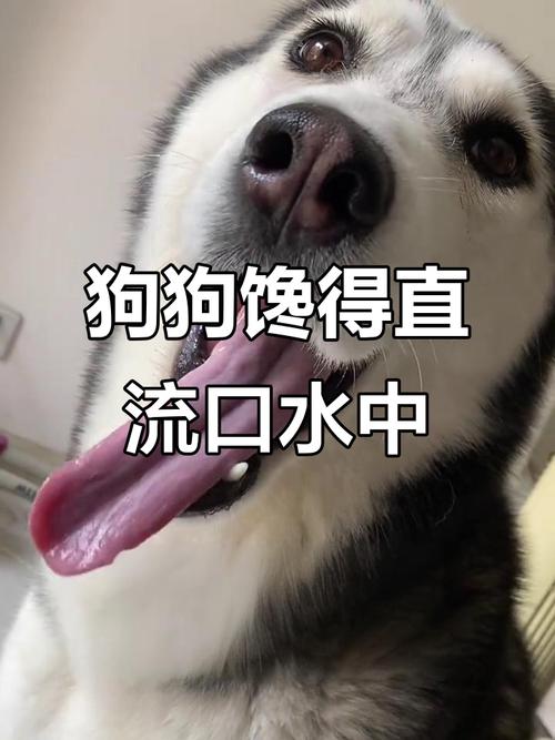 在泰迪眼里,这八种食物是“最爱”