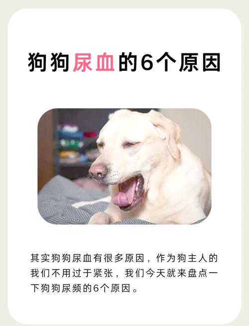 小狗拉了一点血尿(结石拉血尿怎么办)