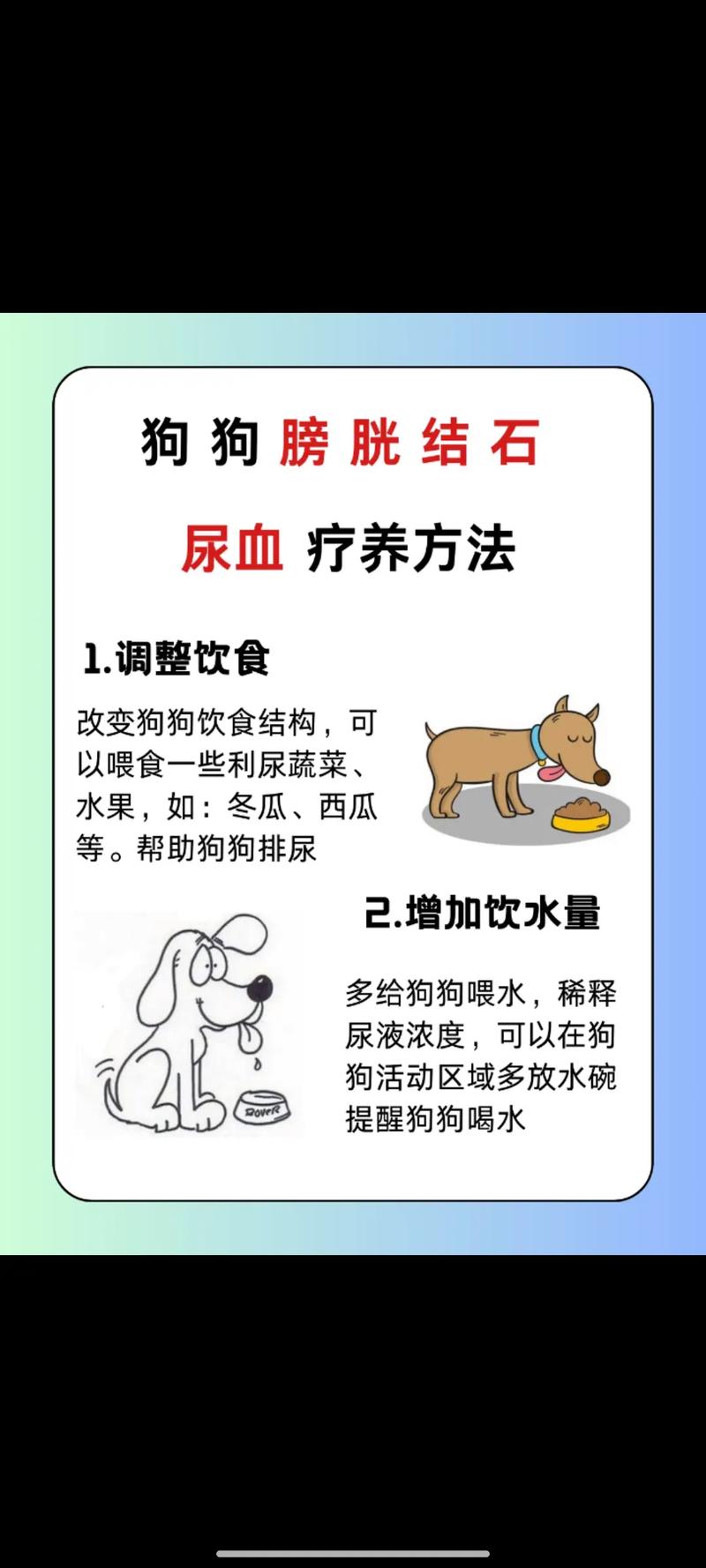 狗狗结石尿血怎么办会一直尿血吗