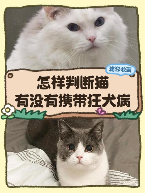 猫有狂犬病毒吗