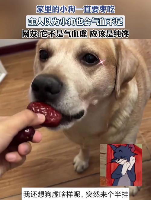 狗可以吃红枣吗?