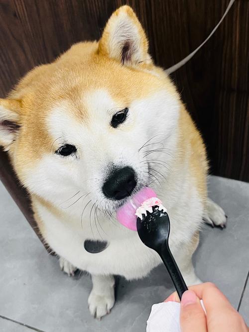 狗狗能不能吃糖?