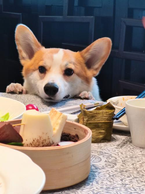 狗狗可不可以吃很甜的东西?比如是很甜的椰子糖?