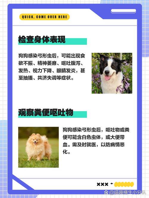 狗如果得了弓形虫有什么症状?