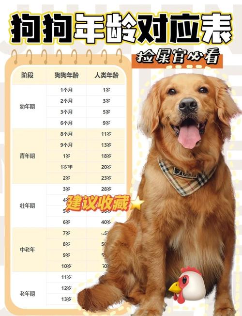 从狗狗出生开始我养了一年零三个月的狗狗是多少岁了