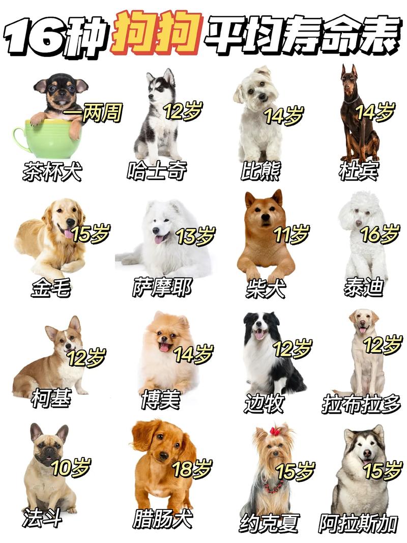 狗的寿命一般多长