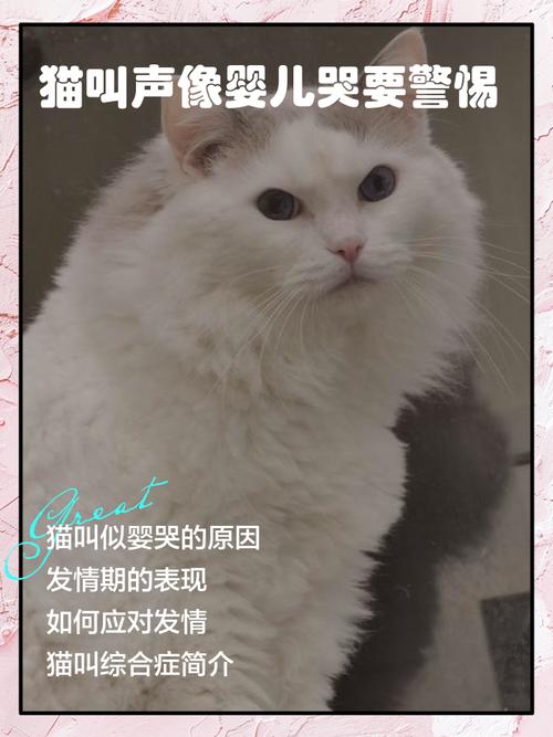 猫咪叫声很小感觉叫不出来,该怎么办?
