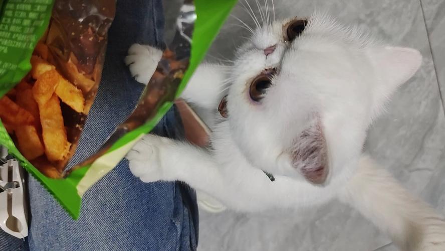 猫可以吃薯条吗