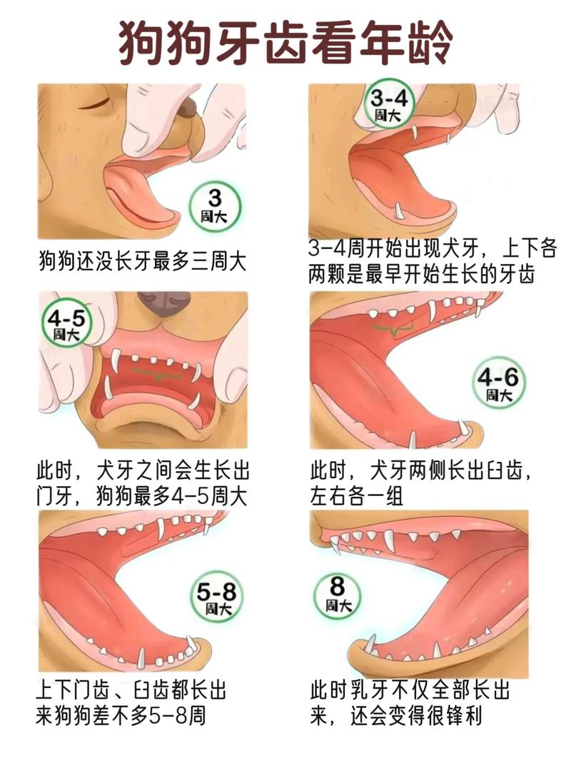 狗狗牙齿判断年龄|养狗必看,快看你家狗几岁