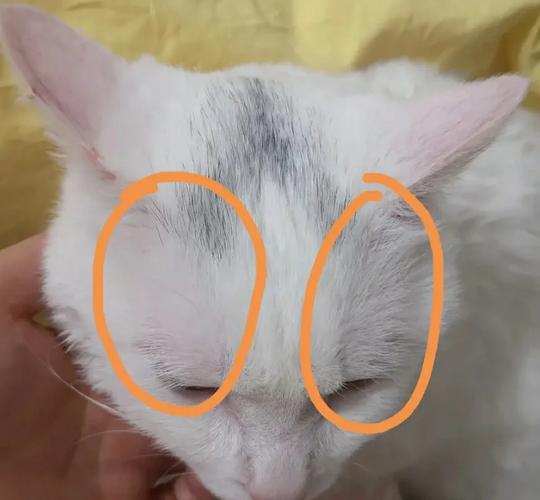 猫从耳朵斜到眼睛毛少