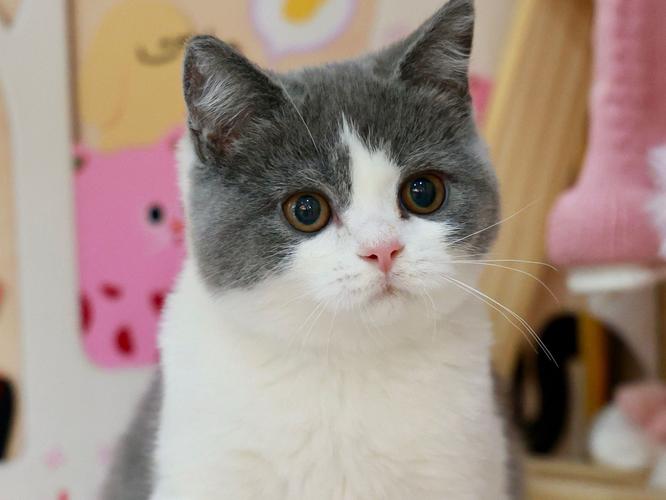 英短猫眼睛上方毛少正常吗