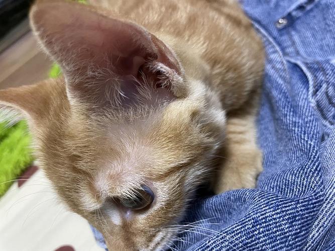 小猫眼睛上面的毛少怎么回事