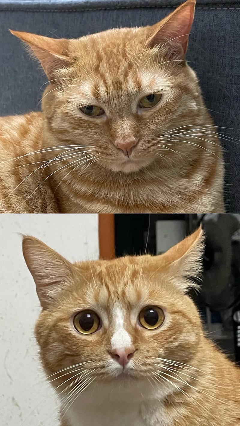 猫眼睛到耳朵毛少原因