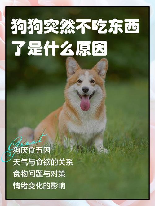 狗狗为啥突然不吃东西了