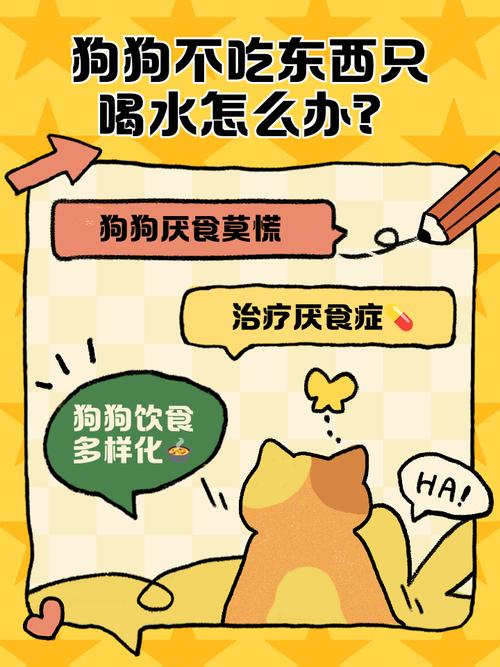 狗狗四五天不吃东西怎么办