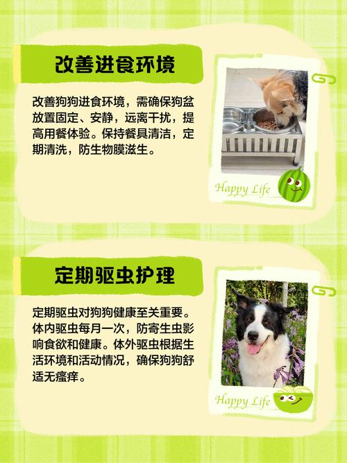 狗狗不吃东西,没有精神是怎么回事