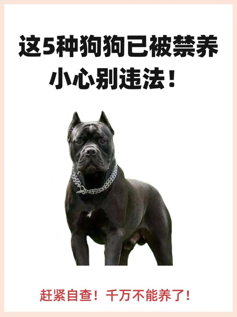 这些狗没有被“禁养”,可以放心养!