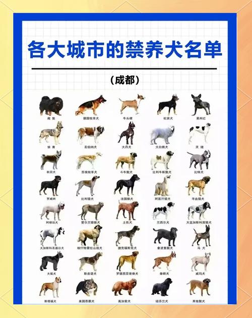 女生适合养的护卫犬