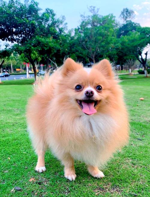 月薪5000养什么狗好?