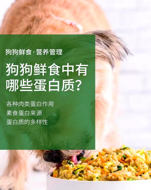 狗狗的蛋白质吃多了会怎样