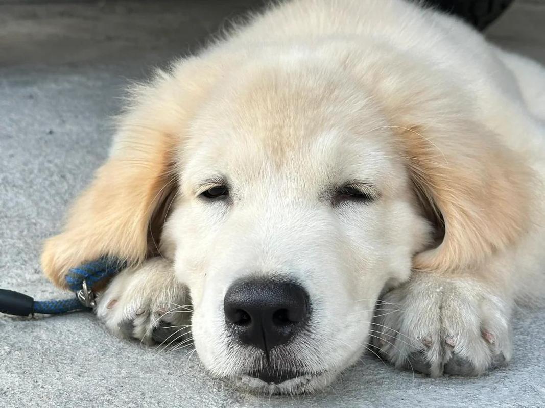 狗狗嗓子哑了吃什么药