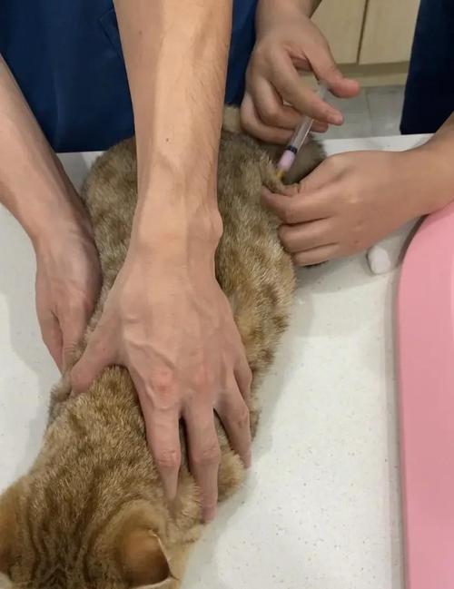 宠物猫疫苗针去哪里打针
