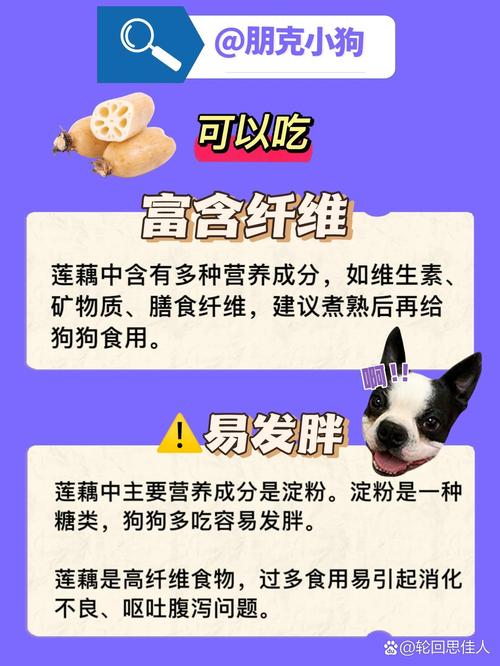 泰迪狗狗可以吃莲子吗