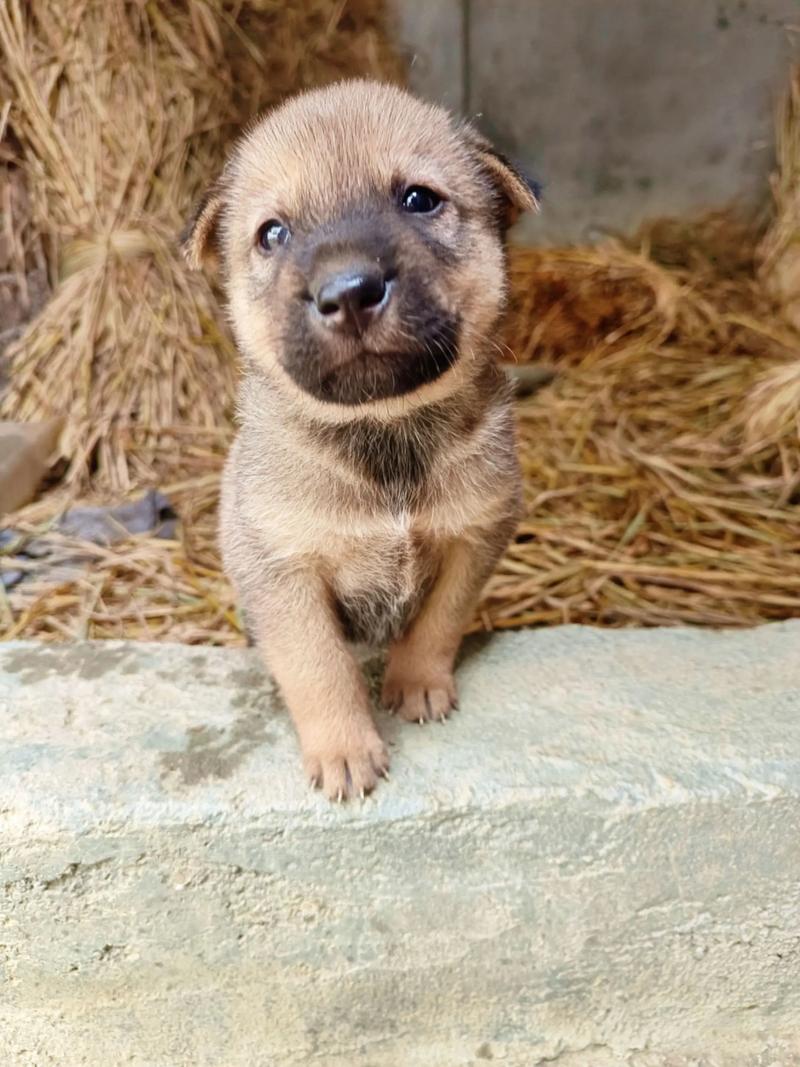 狗狗几天睁眼几天走路