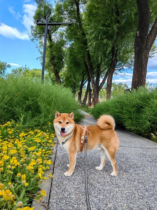 刚出生的小狗几天会走