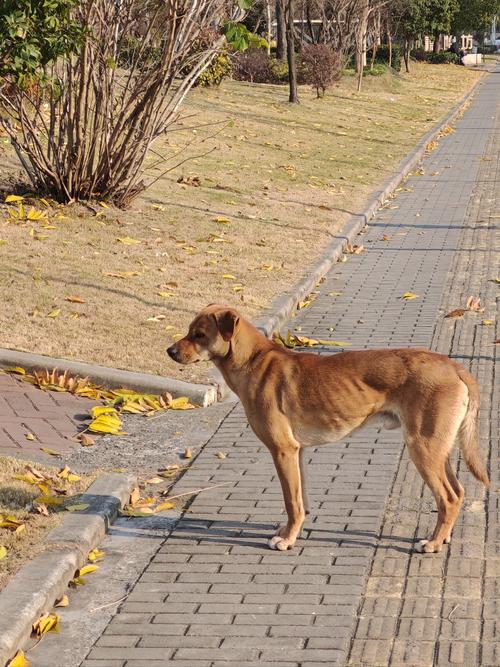 小狗几天会走路