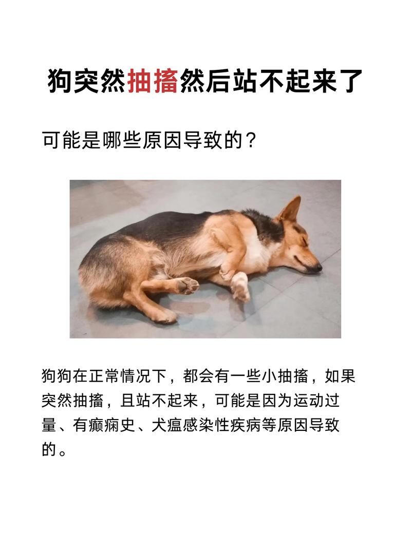 泰迪狗癫疯怎么处理