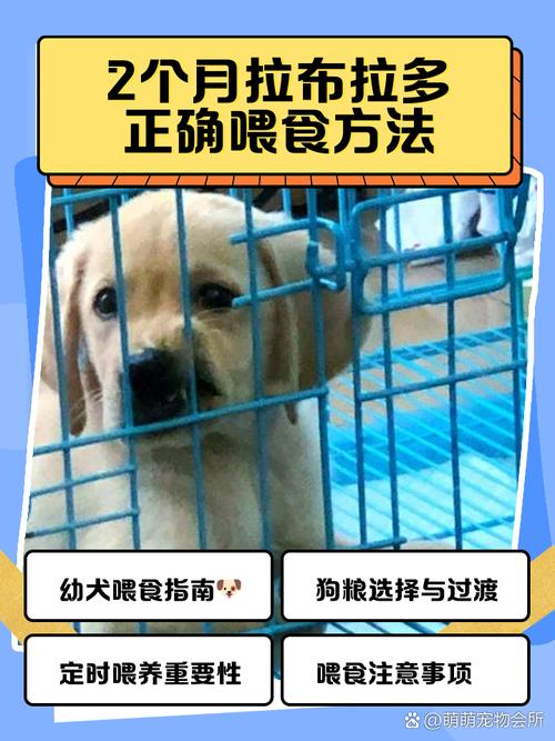 三个月的泰迪狗狗能不能吃米饭或面条!