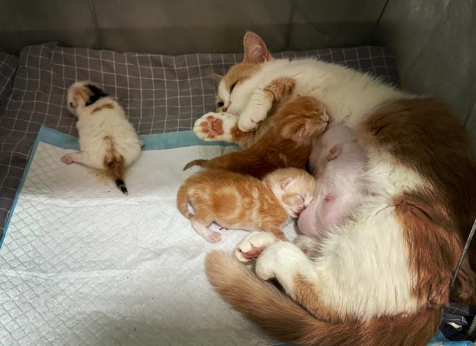 猫咪生产前征兆舔自己